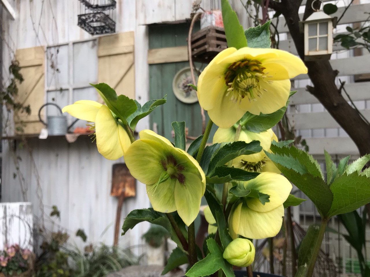 クリスマスローズ イエロー オレンジ 違う色で咲いたお気に入り のばらのガーデニングブログ Hana And Rose Garden Powered By ライブドアブログ