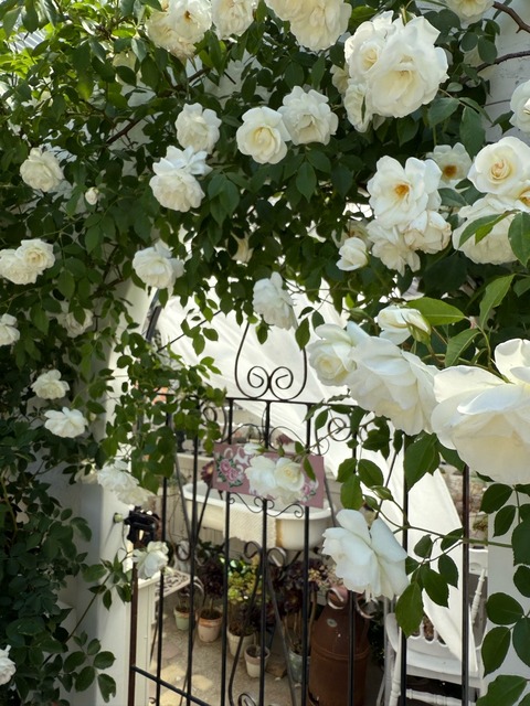 2番 つるバラ アイスバーグ 5／17撮影 2番 つるバラ アイスバーグ 5／