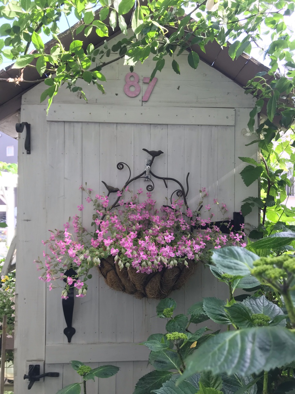 5月半日陰でも咲く花 サクランボをつまみながら庭仕事 のばらのガーデニングブログ Hana And Rose Garden Powered By ライブドアブログ