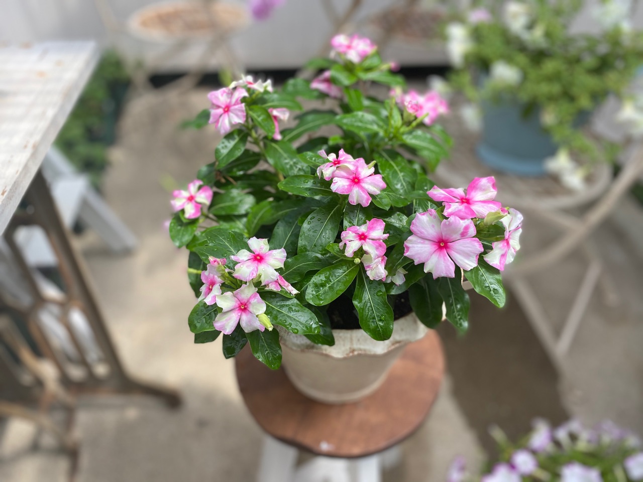 ペチュニアとニチニチソウの切り戻し ユリ満開 のばらのガーデニングブログ Hana And Rose Garden Powered By ライブドアブログ