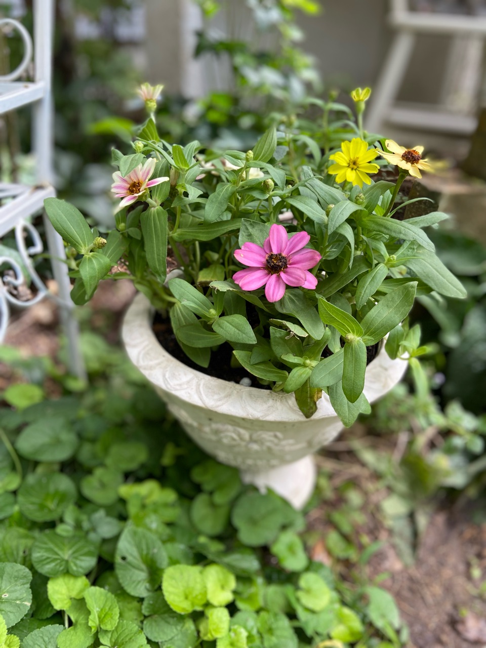 晩秋まで楽しめる花～98円カラフルジニアの寄せ植え～ : のばらのガーデニングブログ Hana and Rose Garden+ Powered by  ライブドアブログ
