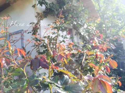 {895DD54A-50A6-4F94-B431-B2A0142CA5A6}