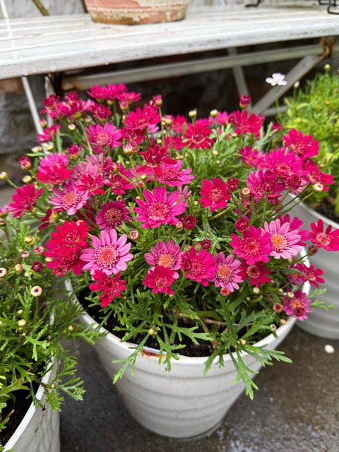 IMG_3771