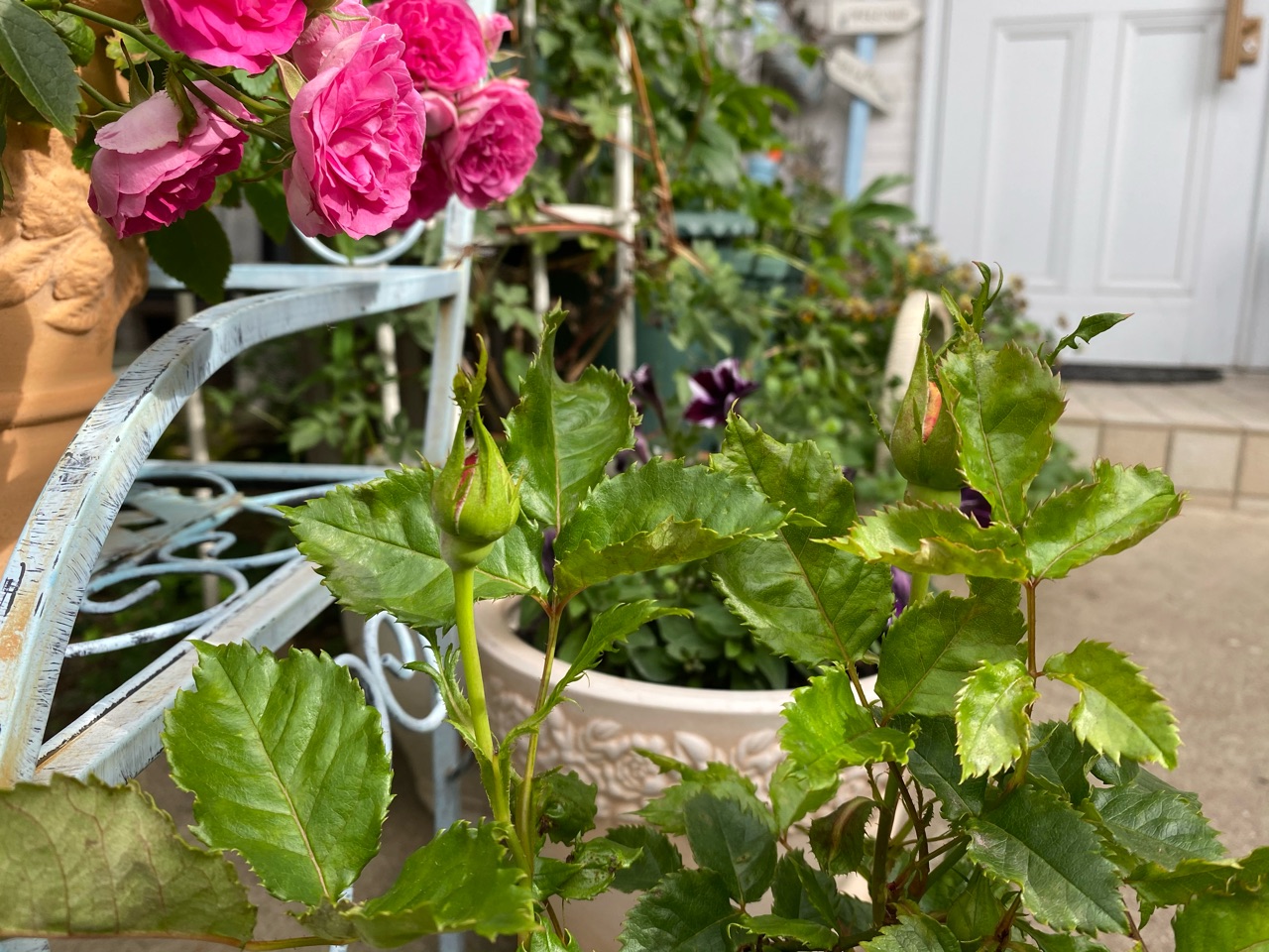 バラの挿し木の様子と挿し木の育て方 のばらのガーデニングブログ Hana And Rose Garden Powered By ライブドアブログ バラの挿し木の様子と挿し木の育て方 のばらのガーデニングブログ Hana And Rose Garden Powered By ライブドアブログ