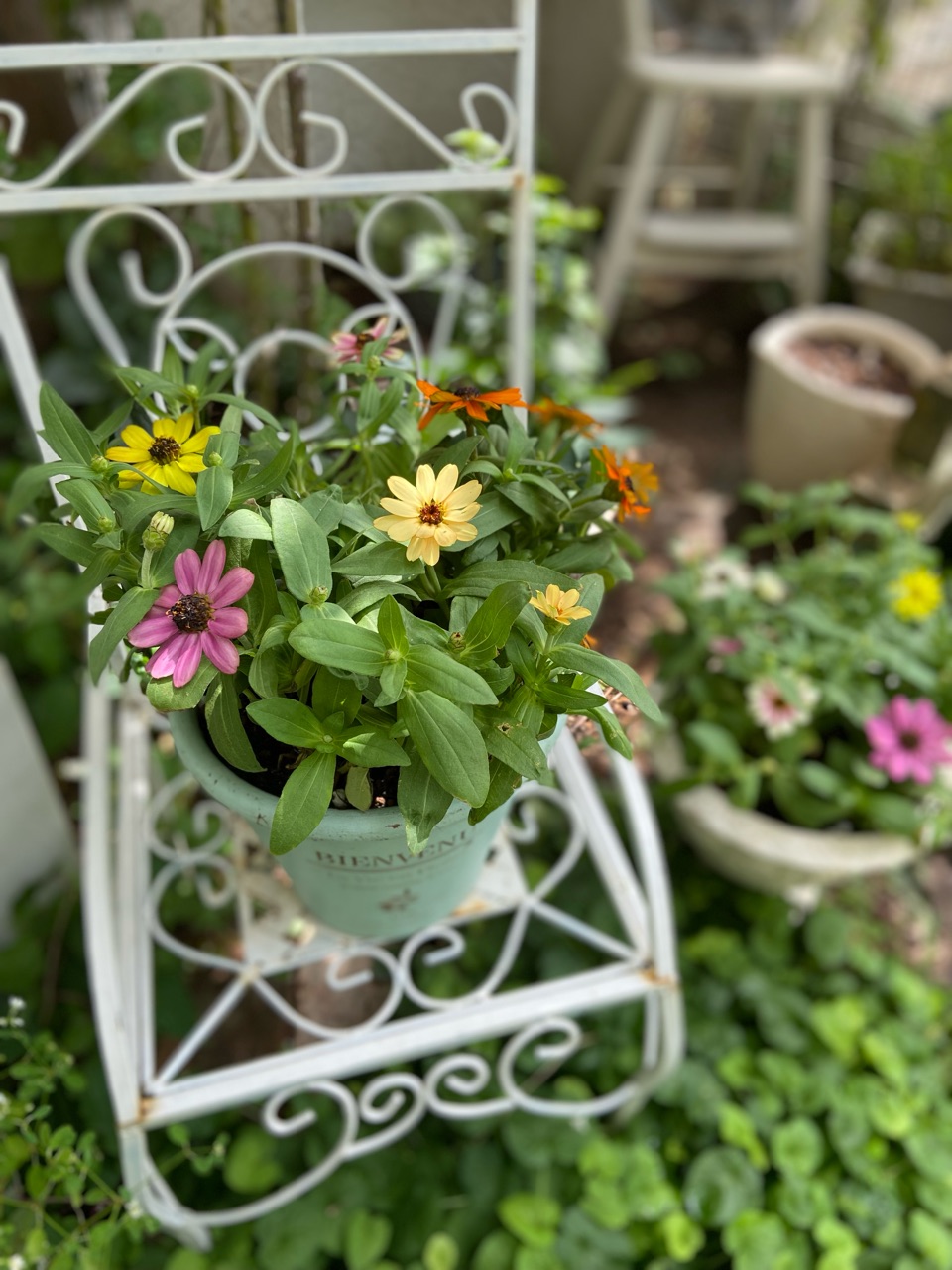 晩秋まで楽しめる花～98円カラフルジニアの寄せ植え～ : のばらの 
