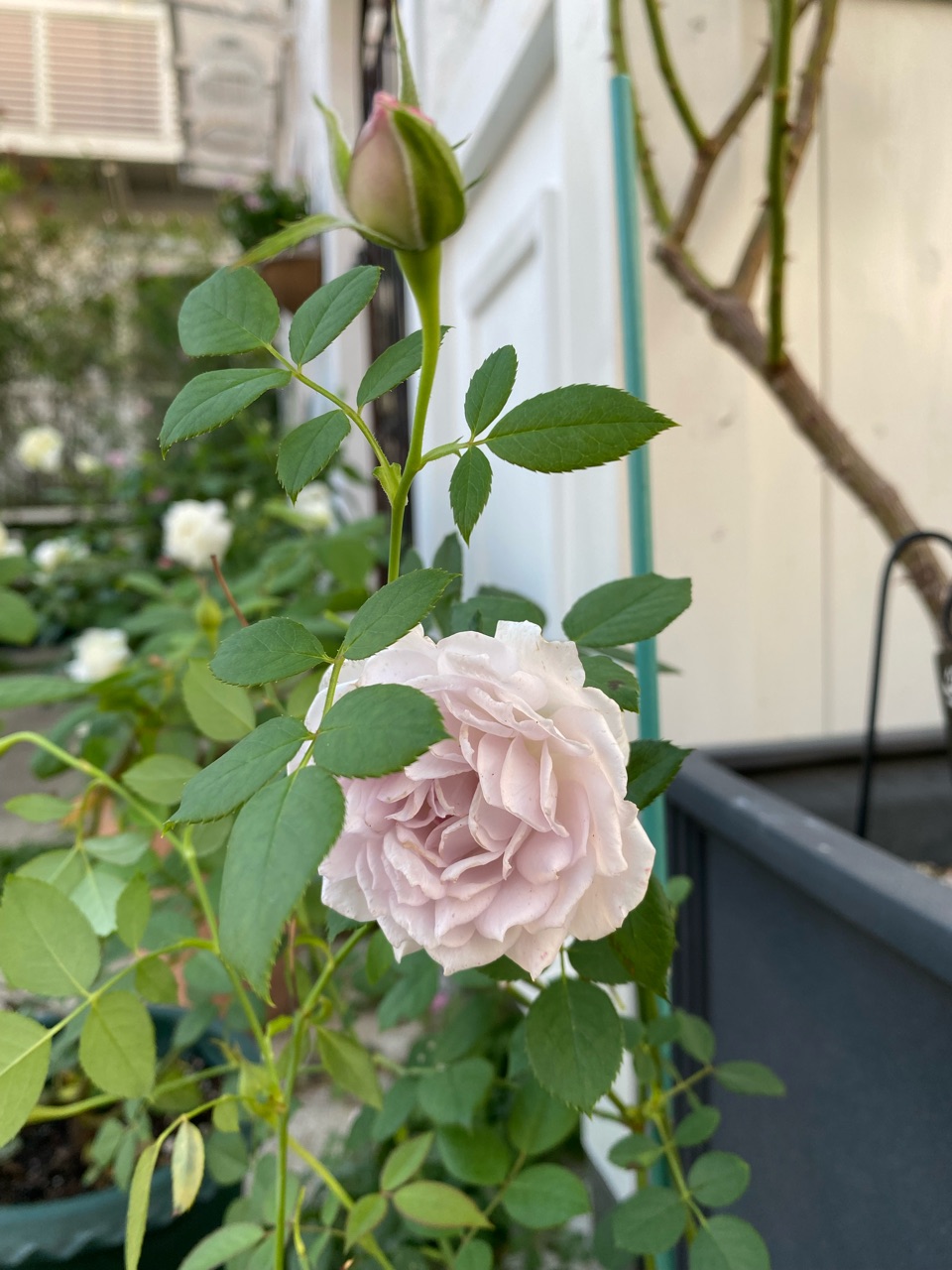 青薔薇 ラピスラズリ ズキュン 胸を撃ち抜かれました 艸 のばらのガーデニングブログ Hana And Rose Garden Powered By ライブドアブログ