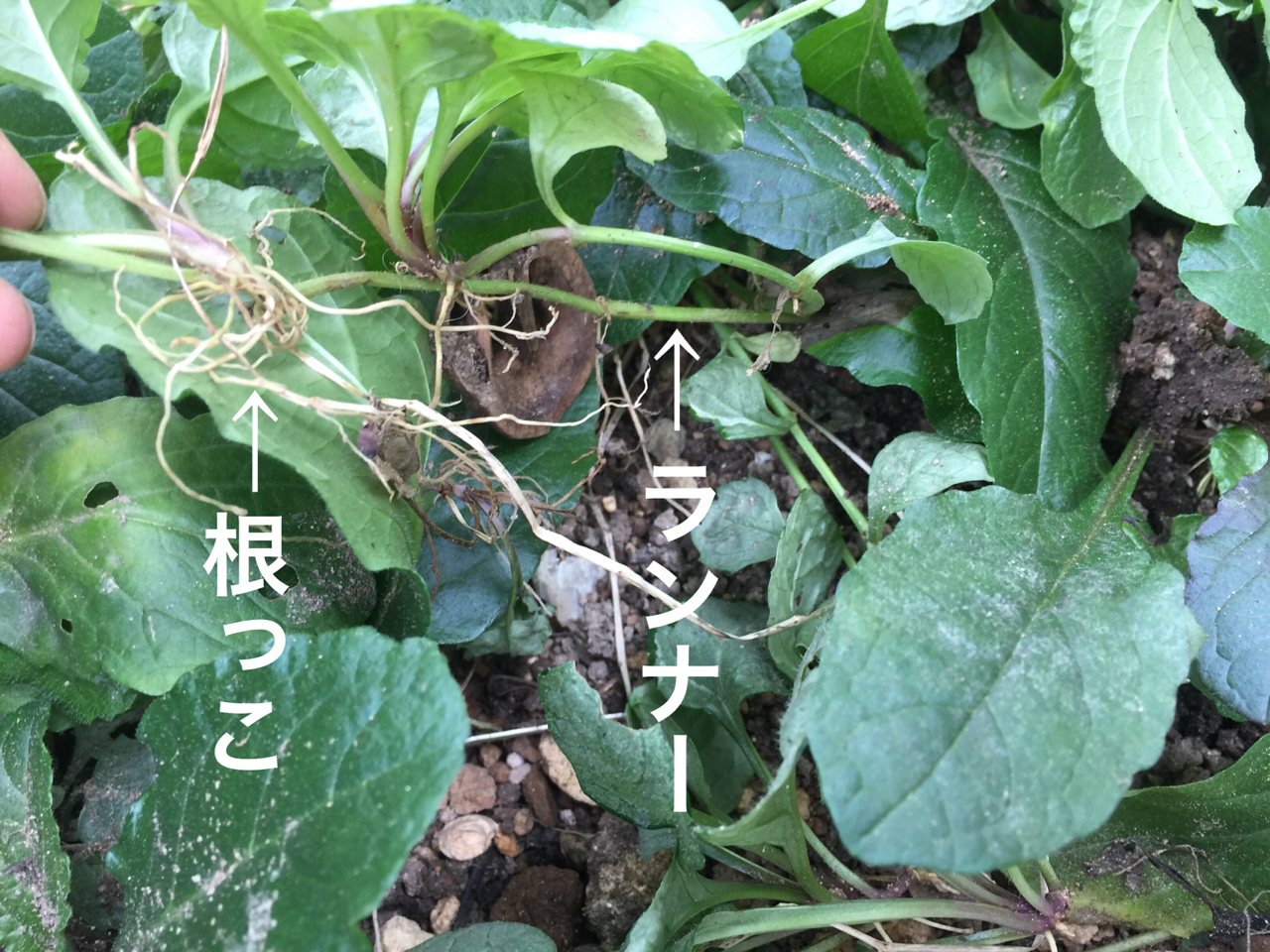 ピンクアジュガが群生 ポット上げしてみた のばらのガーデニングブログ Hana And Rose Garden Powered By ライブドアブログ ピンクアジュガが群生 ポット上げしてみた のばらのガーデニングブログ Hana And Rose Garden Powered By ライブドアブログ