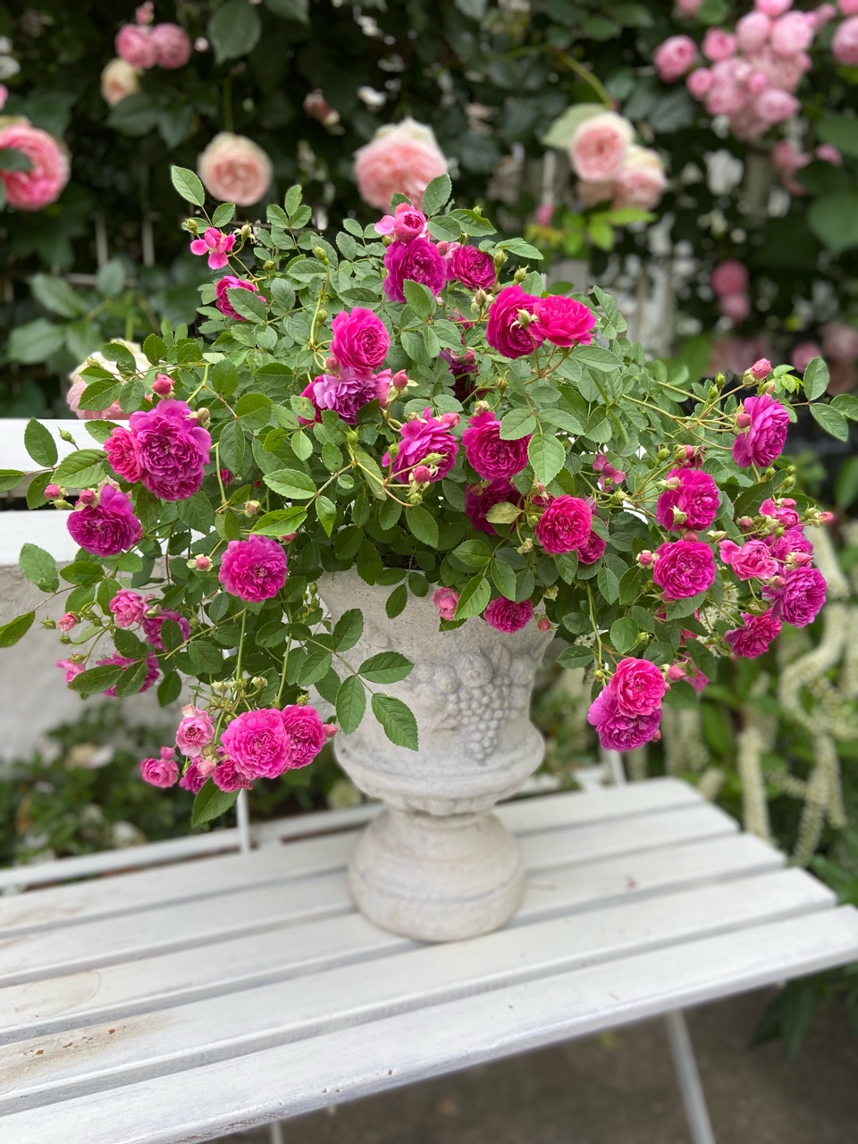 香り高いミニバラ〝スイートチャリオット〟降臨✳︎ : のばらの