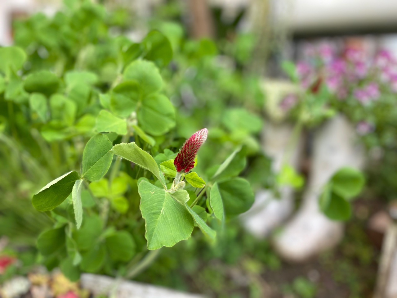切り戻したビオラは2週間で咲く ミニトマトの苗が曲がった のばらのガーデニングブログ Hana And Rose Garden Powered By ライブドアブログ