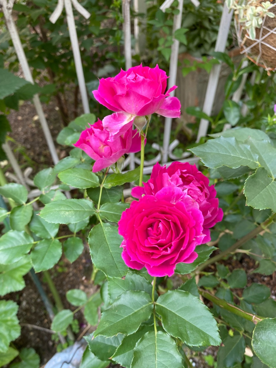 小庭に派手なシェエラザード 挿木の二番花 のばらのガーデニングブログ Hana And Rose Garden Powered By ライブドアブログ