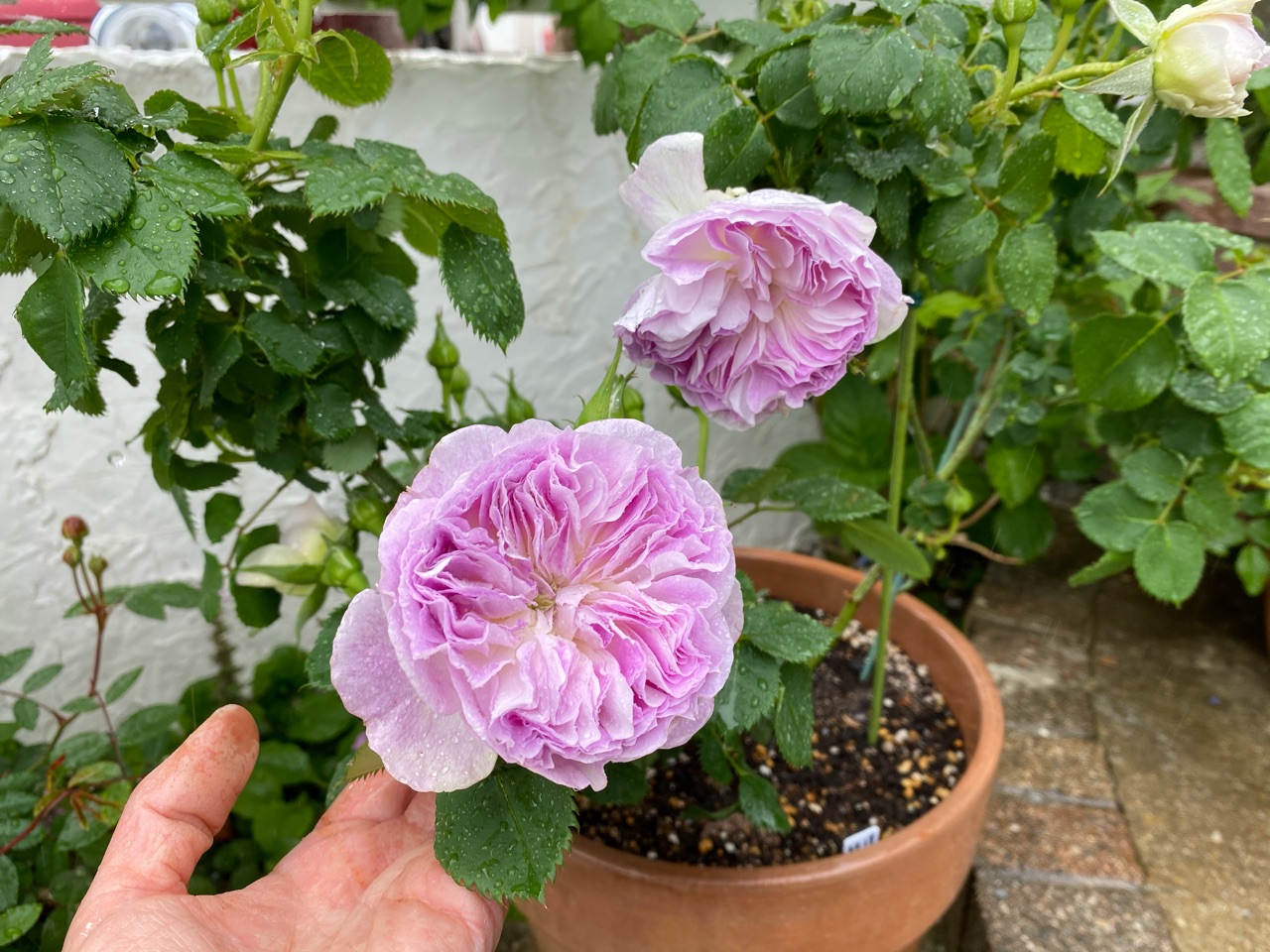 挿木の正体はブルーフォーユーでした！ : のばらのガーデニングブログ