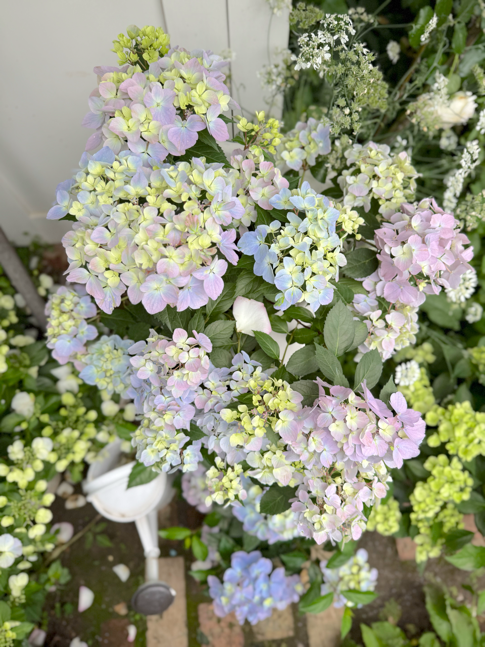 オーロラカラーの紫陽花の作り方（ラグランジアクリスタルヴェール2