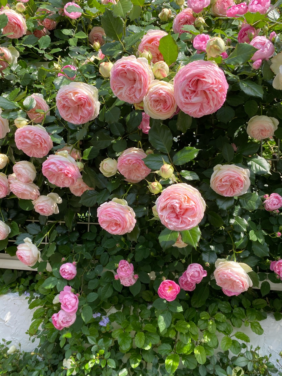 ローブリッター ピエールドゥロンサールの可愛いコラボ のばらのガーデニングブログ Hana And Rose Garden Powered By ライブドアブログ