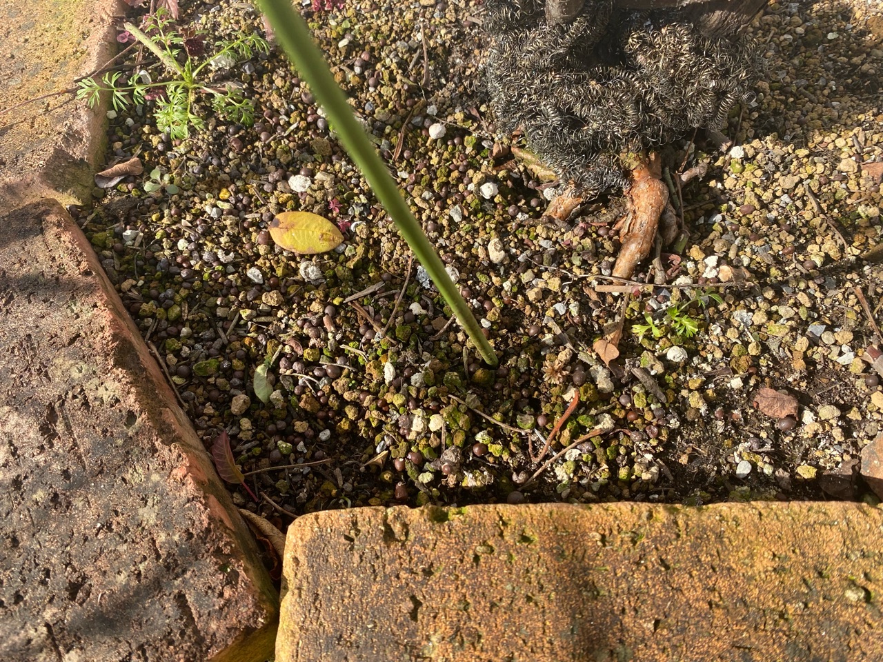 バラの寒肥 のばらのガーデニングブログ Hana And Rose Garden Powered By ライブドアブログ