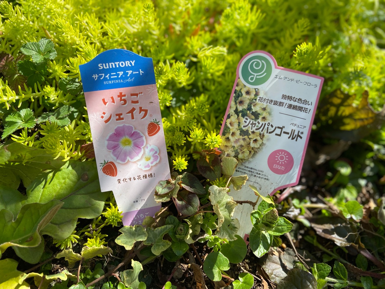 草花の肥料はコレ｜初夏の花と鉢増し : のばらのガーデニングブログ