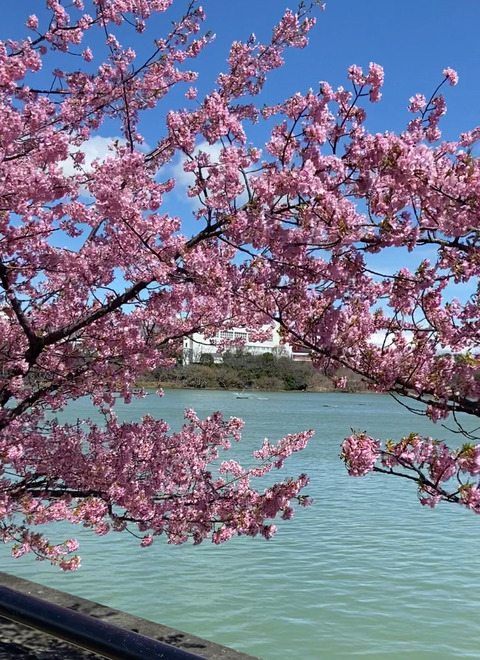 勉強だと思ってマーガレットを切り戻してみた｜河津桜 : のばらの