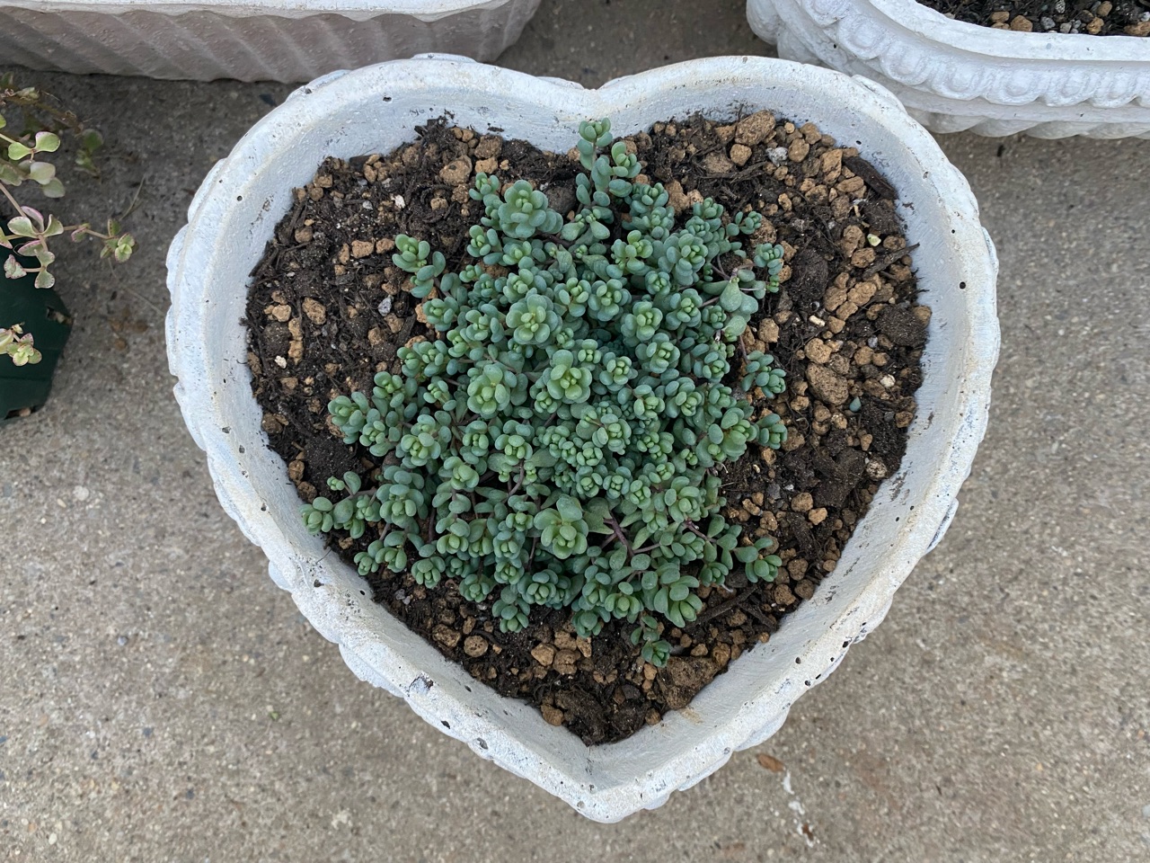 ちっさいのにバラ感が可愛いセダム のばらのガーデニングブログ Hana And Rose Garden Powered By ライブドアブログ