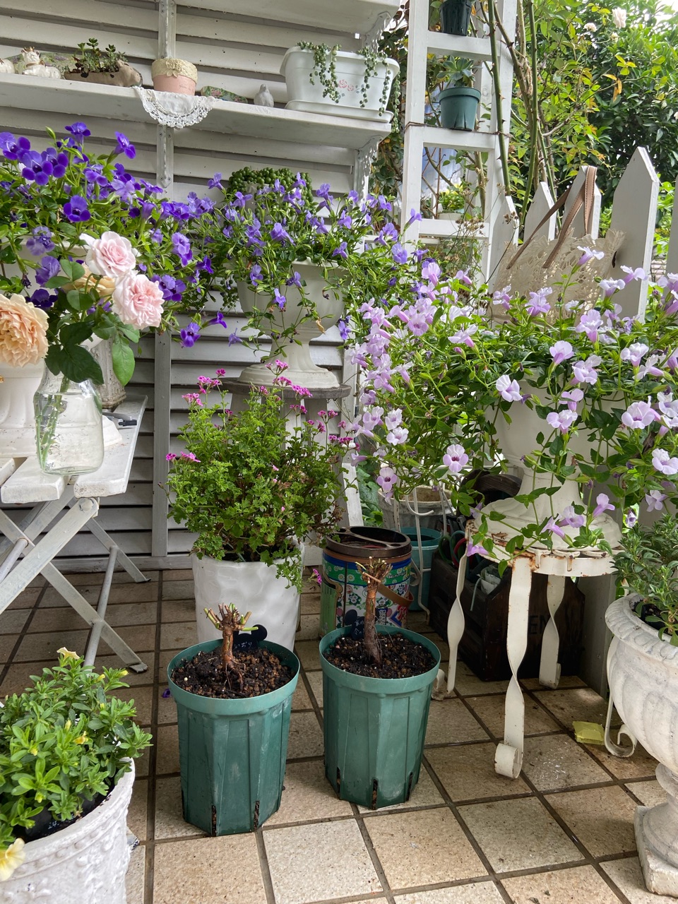 訂正あり 芽接ぎしたバラ台木を切って鉢増ししました : のばらの
