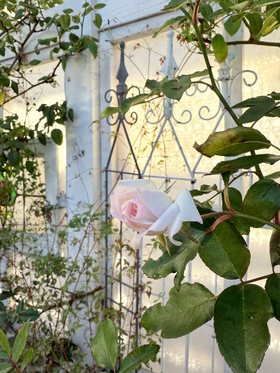 ツルバラアイスバーグ、春は純白、冬は可愛いピンク色 : のばらの
