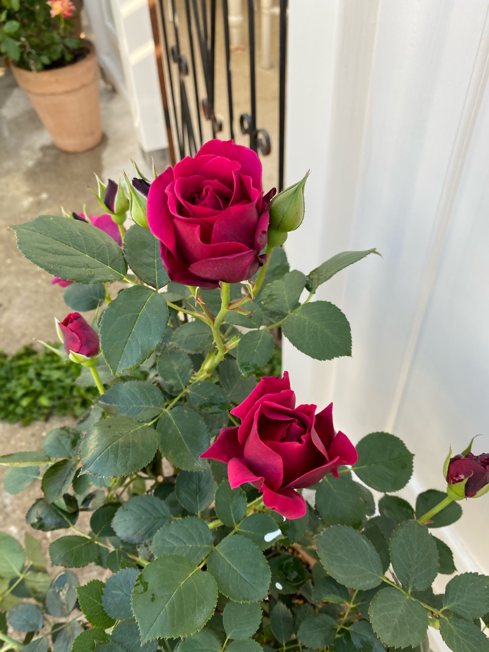 オデュッセイアの美しさ 今年は消毒を散布していません のばらのガーデニングブログ Hana And Rose Garden Powered By ライブドアブログ オデュッセイアの美しさ 今年は消毒を散布していません のばらのガーデニングブログ Hana And Rose Garden Powered By ライブドアブログ