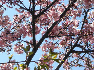 2014_0315_212918-CIMG1001