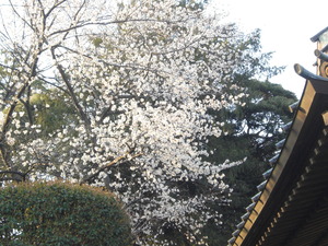 2014_0401_024905-CIMG1166-001