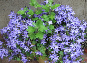 2014_0525_234411-CIMG1037