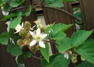 2014_0525_234502-CIMG1041