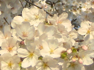 2014_0401_022935-CIMG1148