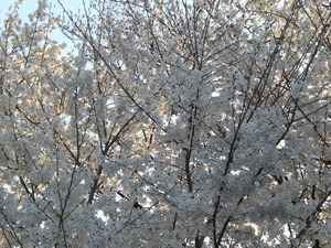 2014_0401_023627-CIMG1154