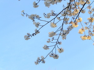 2014_0401_025020-CIMG1172