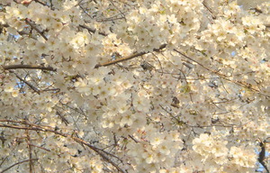 2014_0401_022919-CIMG1147