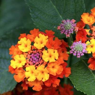 11月9日の誕生花 Flower Flower