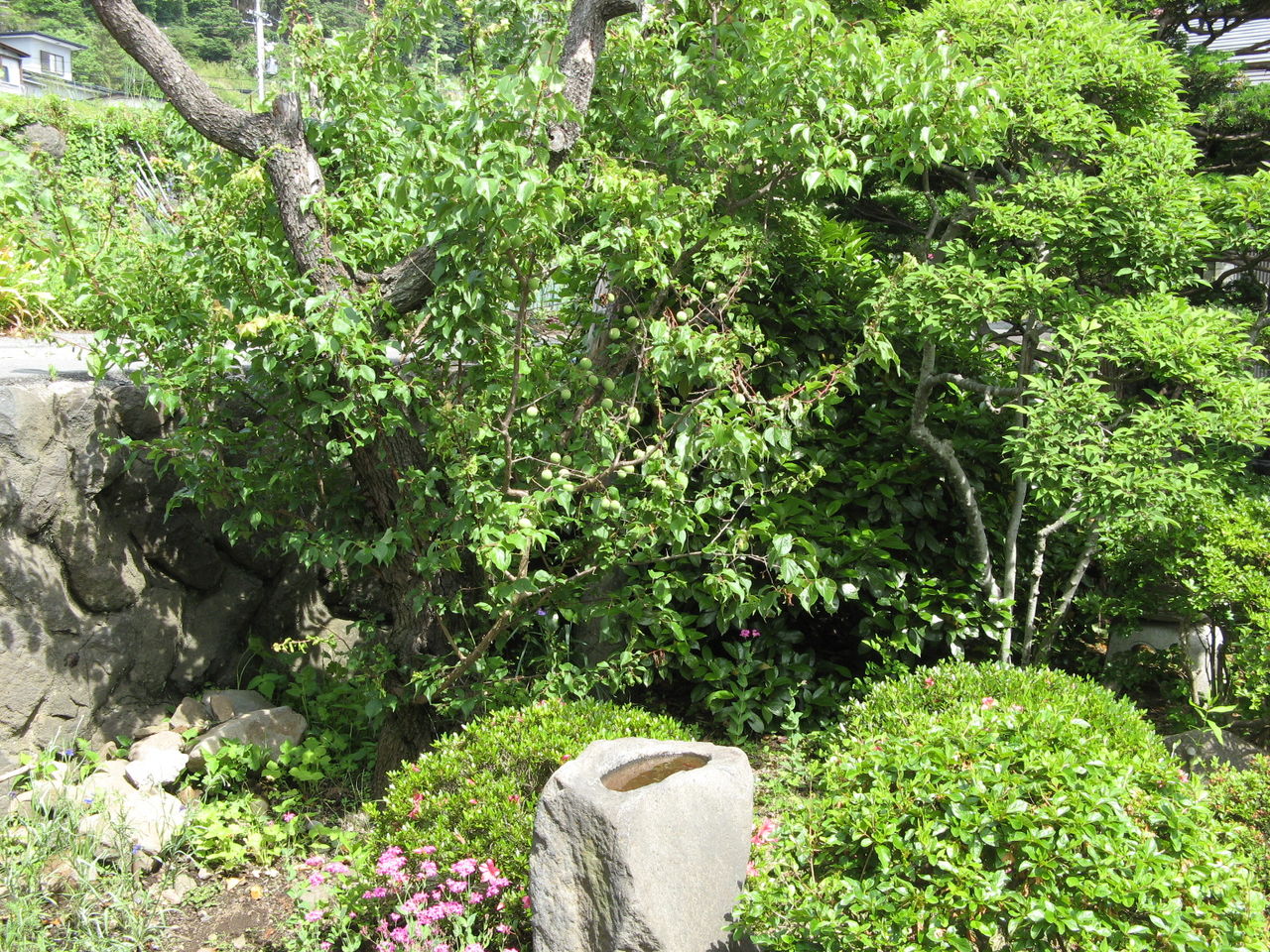 青葉若葉が美しい 私の園芸物語 そして 私が生きている証 青葉若葉が美しい 私の園芸物語 そして 私が生きている証