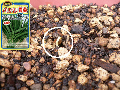 エンサイの発芽 プランター植えから６日目 花畑農場