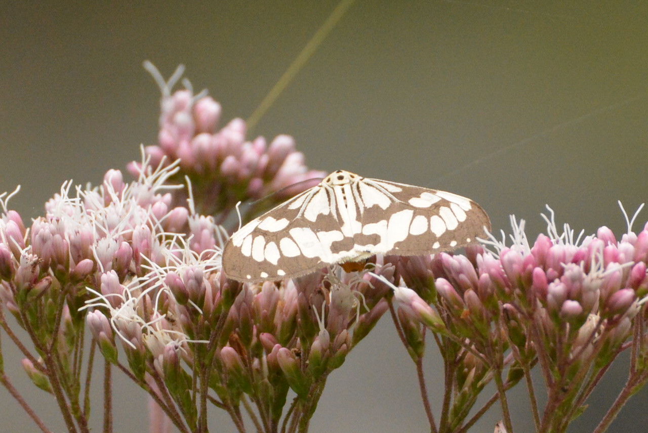 蝶かと思ったけど蛾 神楽坂リンダの豹柄日記 蝶かと思ったけど蛾 神楽坂リンダの豹柄日記