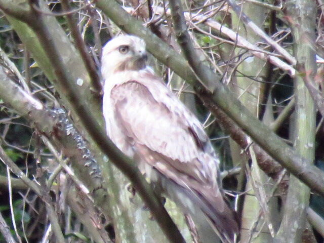 この白い鷹はノスリのアルビノかしら 神楽坂リンダの豹柄日記