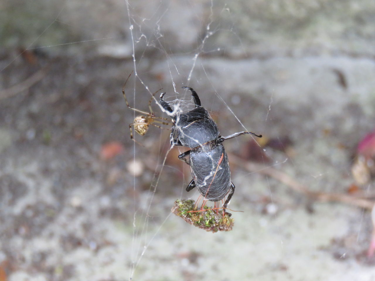 トックリバチの巣 蜘蛛に捕まったクワガタムシ そして夜はお好み焼き 神楽坂リンダの豹柄日記