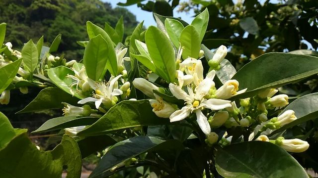橙とカボスの花がいい香り 神楽坂リンダの豹柄日記