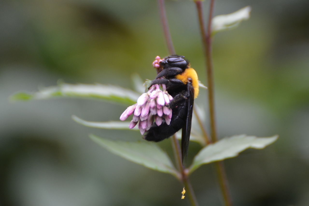 蝶かと思ったけど蛾 神楽坂リンダの豹柄日記 蝶かと思ったけど蛾 神楽坂リンダの豹柄日記