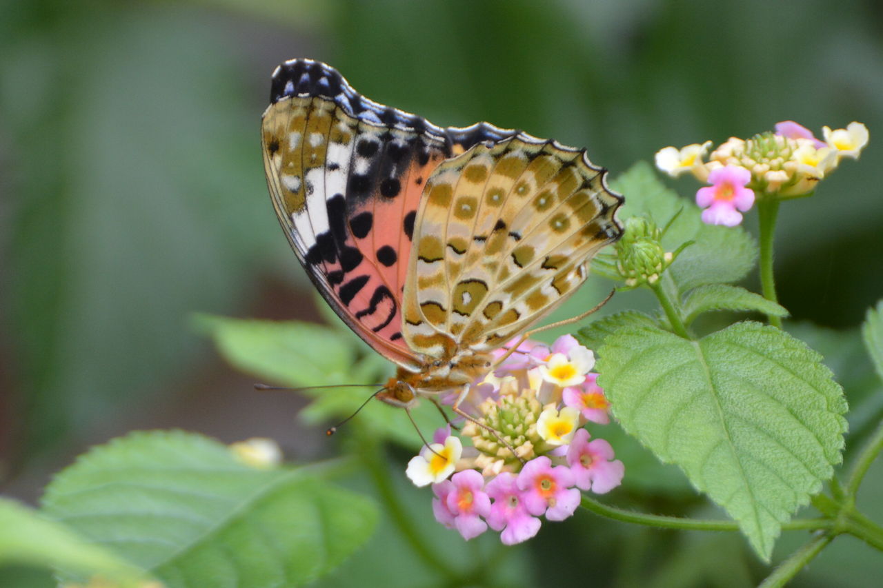 蝶かと思ったけど蛾 神楽坂リンダの豹柄日記 蝶かと思ったけど蛾 神楽坂リンダの豹柄日記