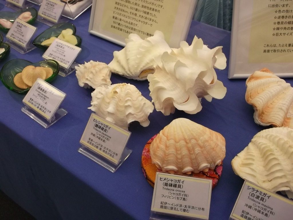 貝の人気投票結果 ９月３日 千葉市花の美術館公式ブログ