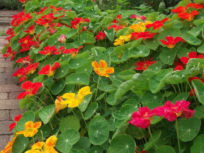 三陽ミュージアム 見頃の花 ６月１６日 千葉市花の美術館公式ブログ