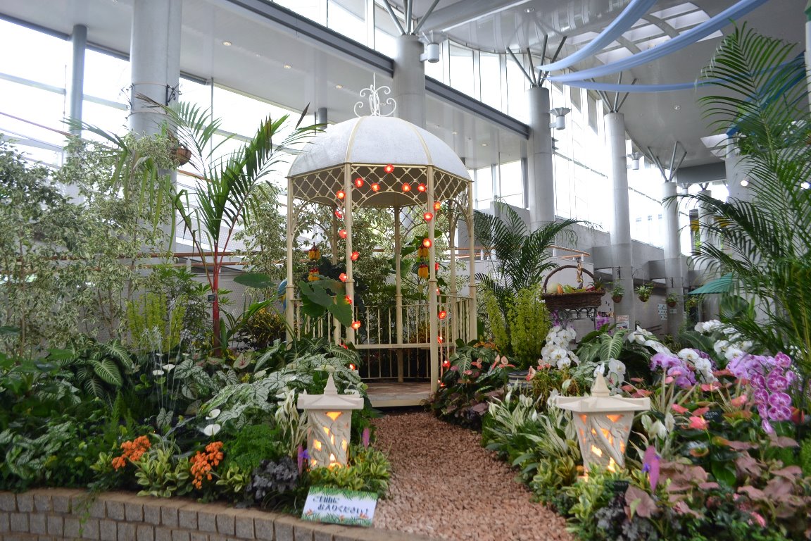 三陽ミュージアム 見頃の花 縮小版 7月22日 千葉市花の美術館公式ブログ 三陽ミュージアム 見頃の花 縮小版 7月22日 千葉市花の美術館公式ブログ