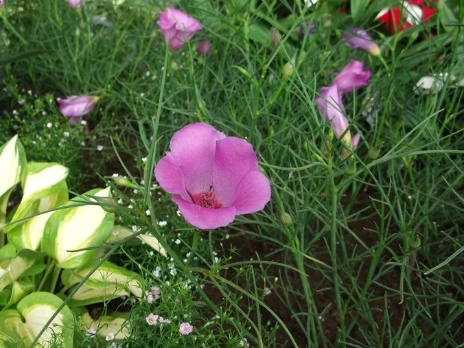 三陽ミュージアム 見頃の花 6月7日 千葉市花の美術館公式ブログ 三陽ミュージアム 見頃の花 6月7日 千葉市花の美術館公式ブログ