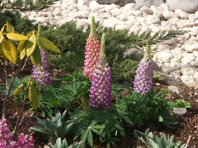 三陽ミュージアム 見頃の花 ３月２日 千葉市花の美術館公式ブログ