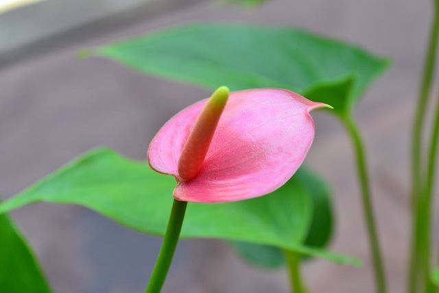 14年08月 千葉市花の美術館公式ブログ