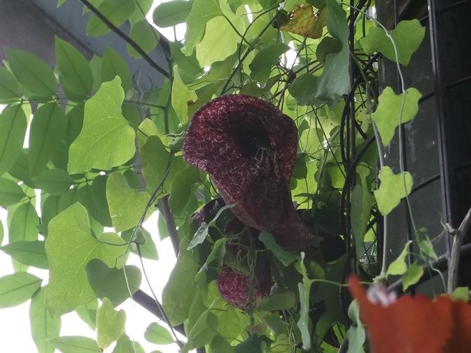 三陽ミュージアム 見頃の花 ６月２３日 千葉市花の美術館公式ブログ