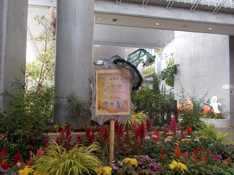 三陽ミュージアム 見頃の花 9月14日 千葉市花の美術館公式ブログ 三陽ミュージアム 見頃の花 9月14日 千葉市花の美術館公式ブログ