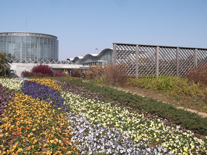 三陽ミュージアム 見頃の花 2月9日 千葉市花の美術館公式ブログ 三陽ミュージアム 見頃の花 2月9日 千葉市花の美術館公式ブログ